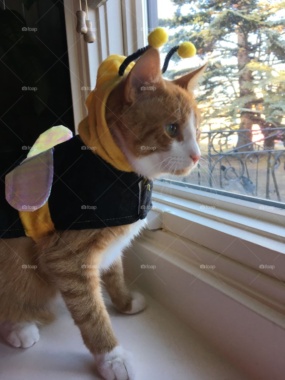 Kitten in Halloween costume 