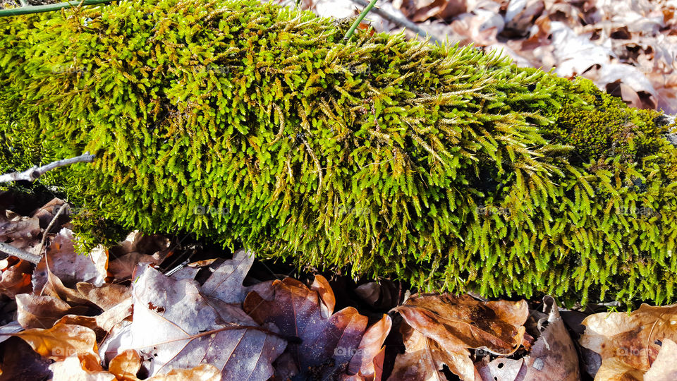 Leaf, Fall, Nature, Wood, Flora