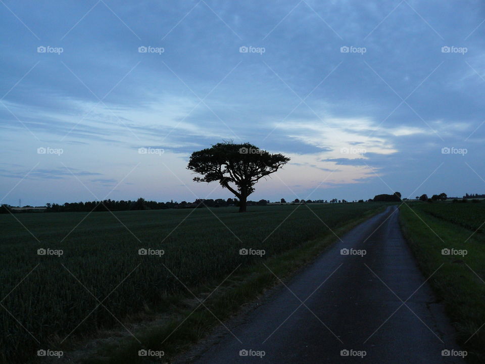 Single tree On A road to nowhere at dusk - Pretty Landscape and Sky