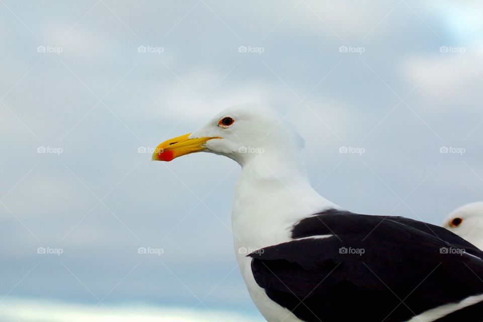 Seagull 