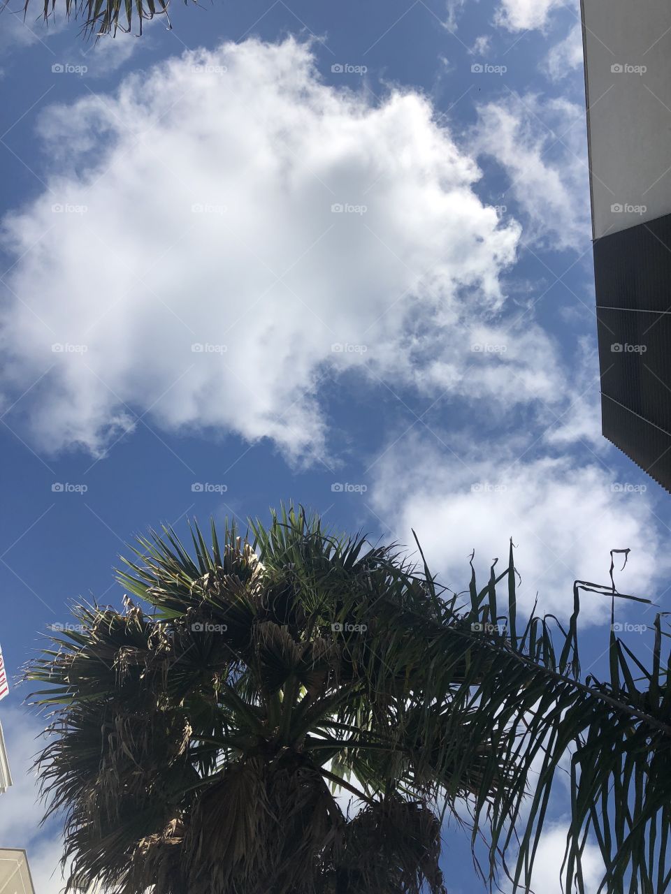 Sky palm clouds