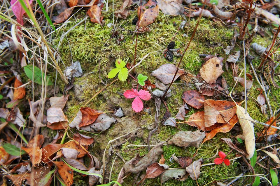 dry leaves on the floor and wilting strawberry leaves