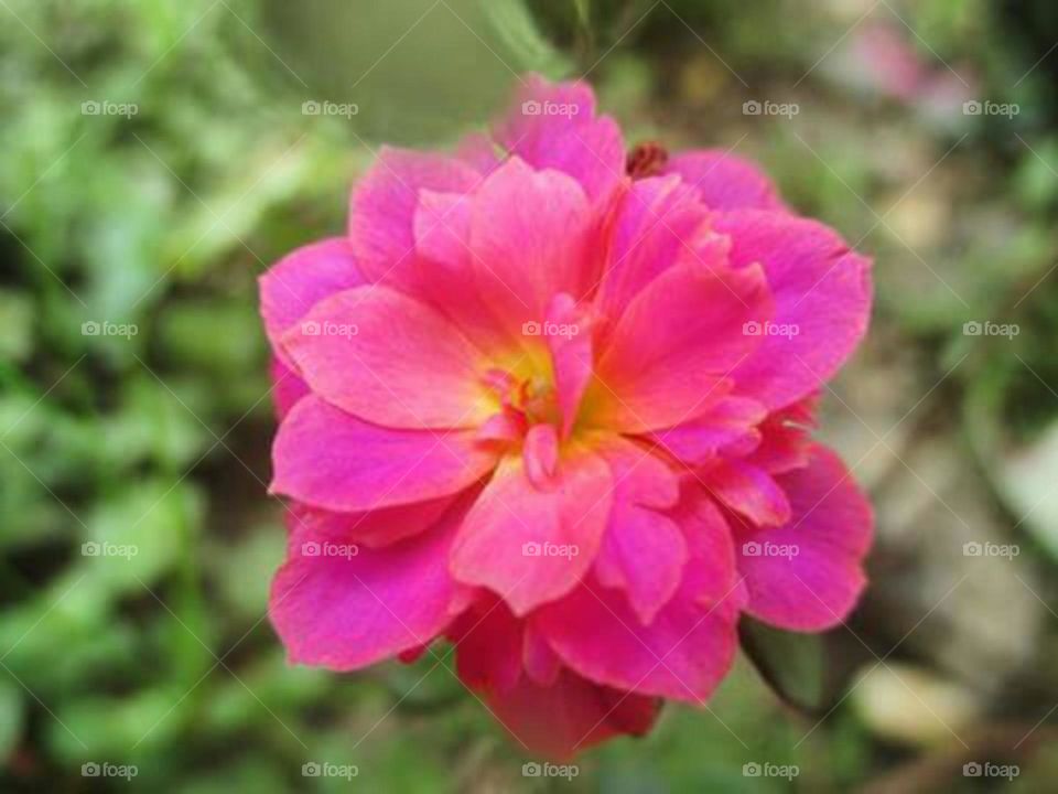 Portulaca flower