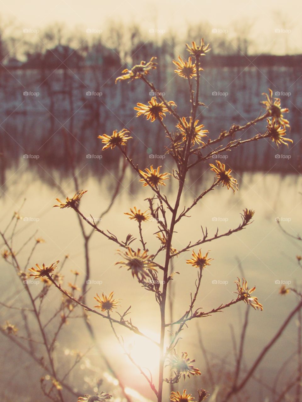 Golden Winter Florals