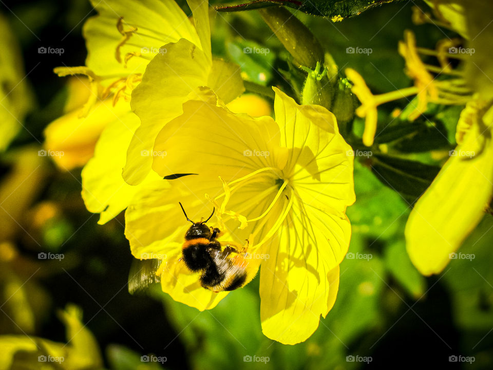 A bumblebee flies among the yellow flowers collecting pollen.