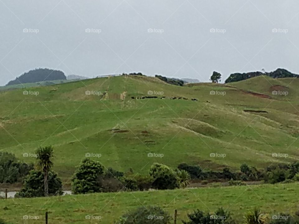 NZ Country Side