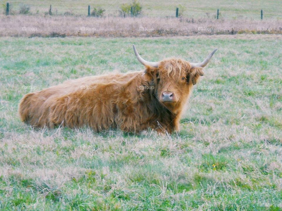 Humble looking Bull cow looking all friendly at you. He's laying down and has long light brown fur