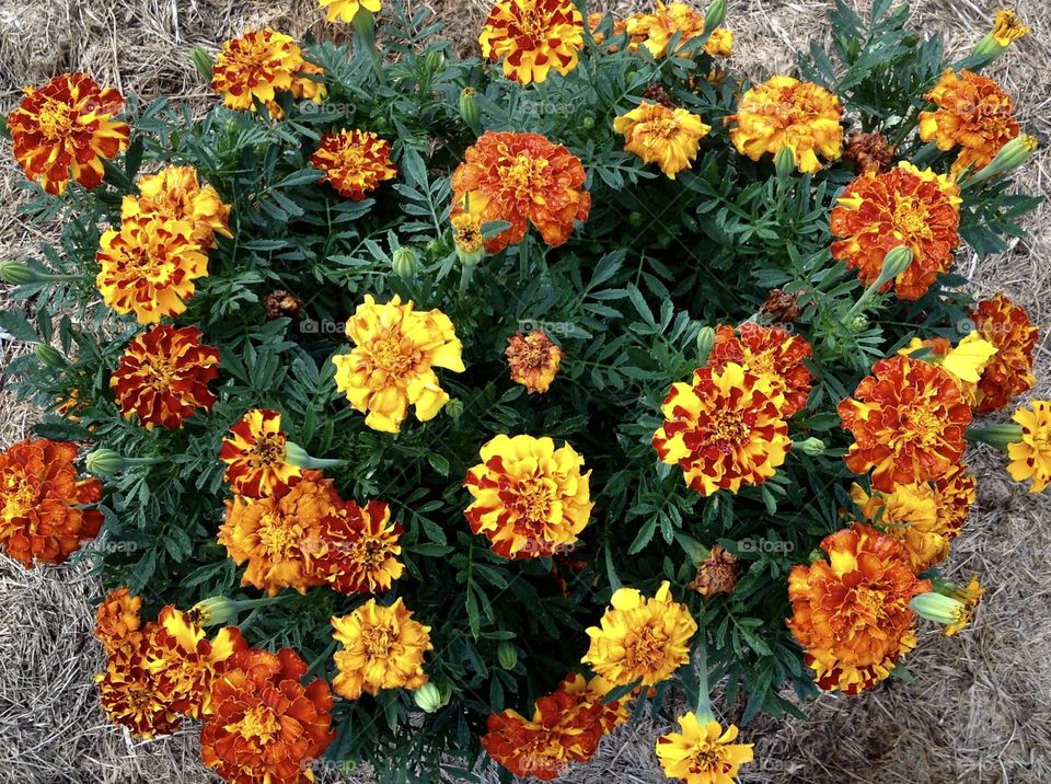 Marigold flowers