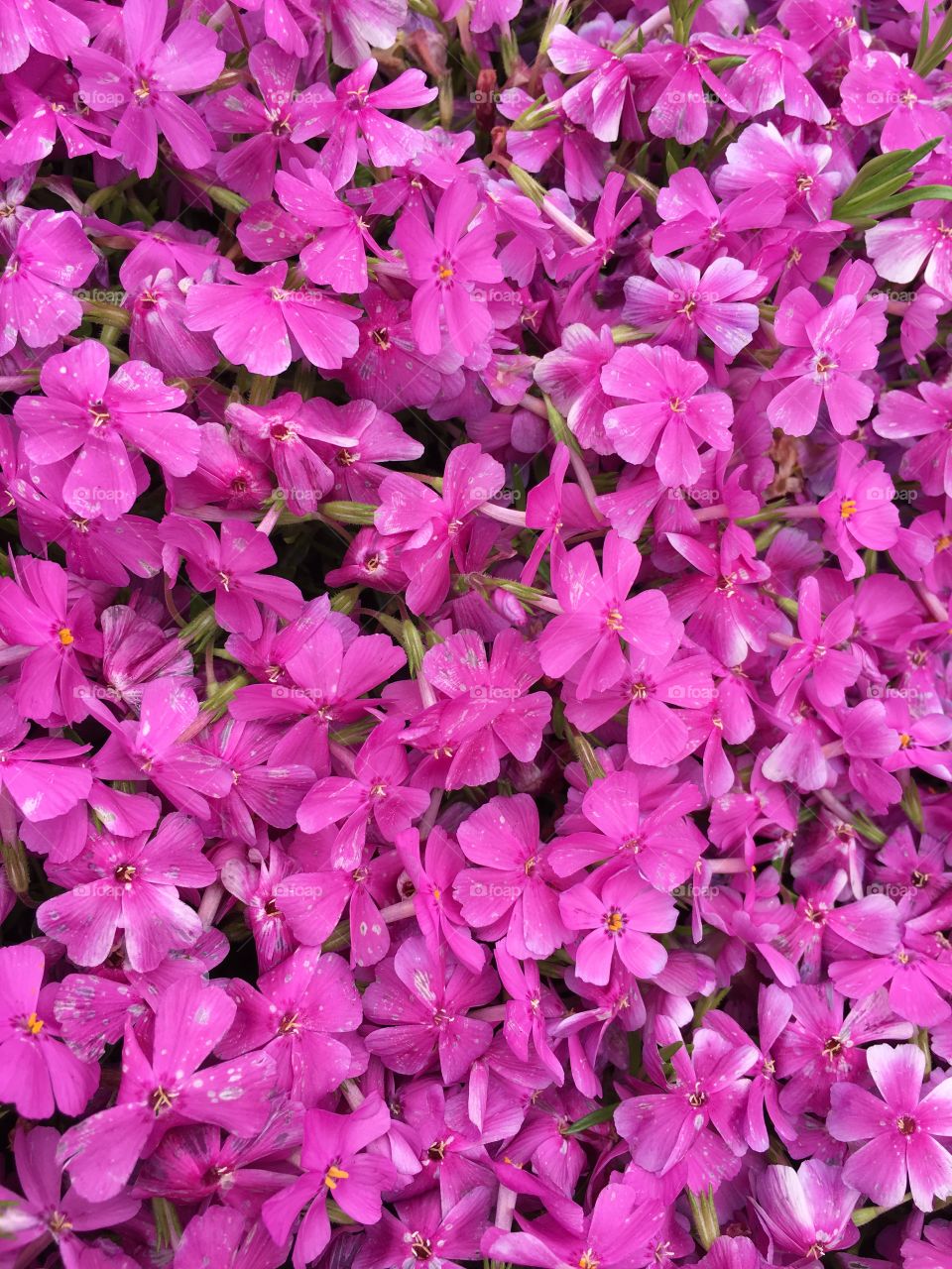 Pink phlox