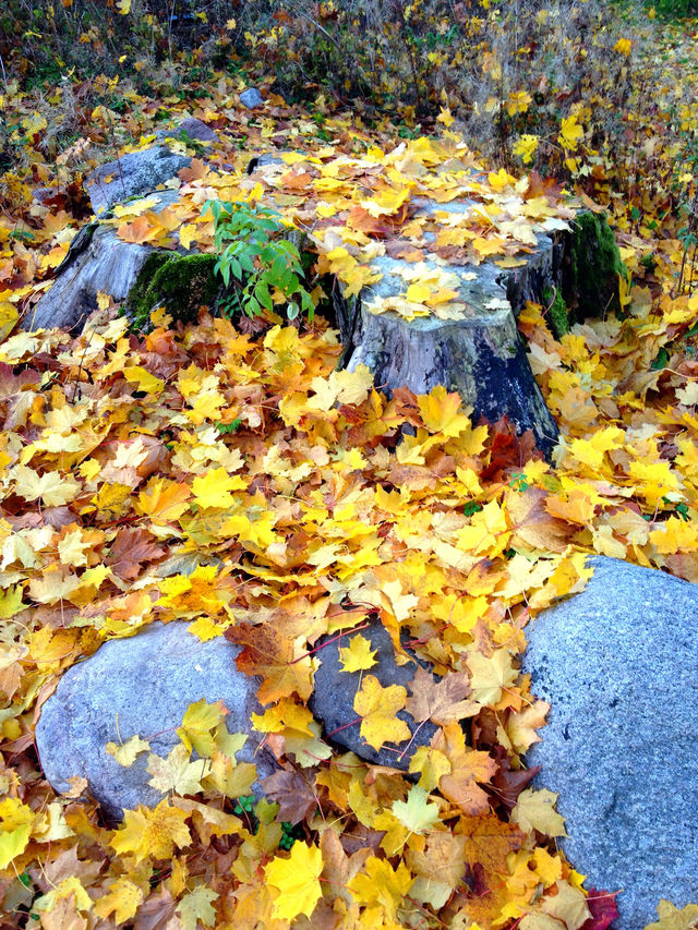 sweden leaves leaf autumn by elluca