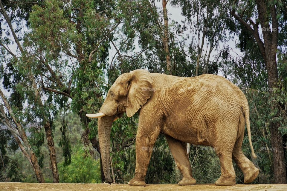 Graceful Elephant Walking Through Forest