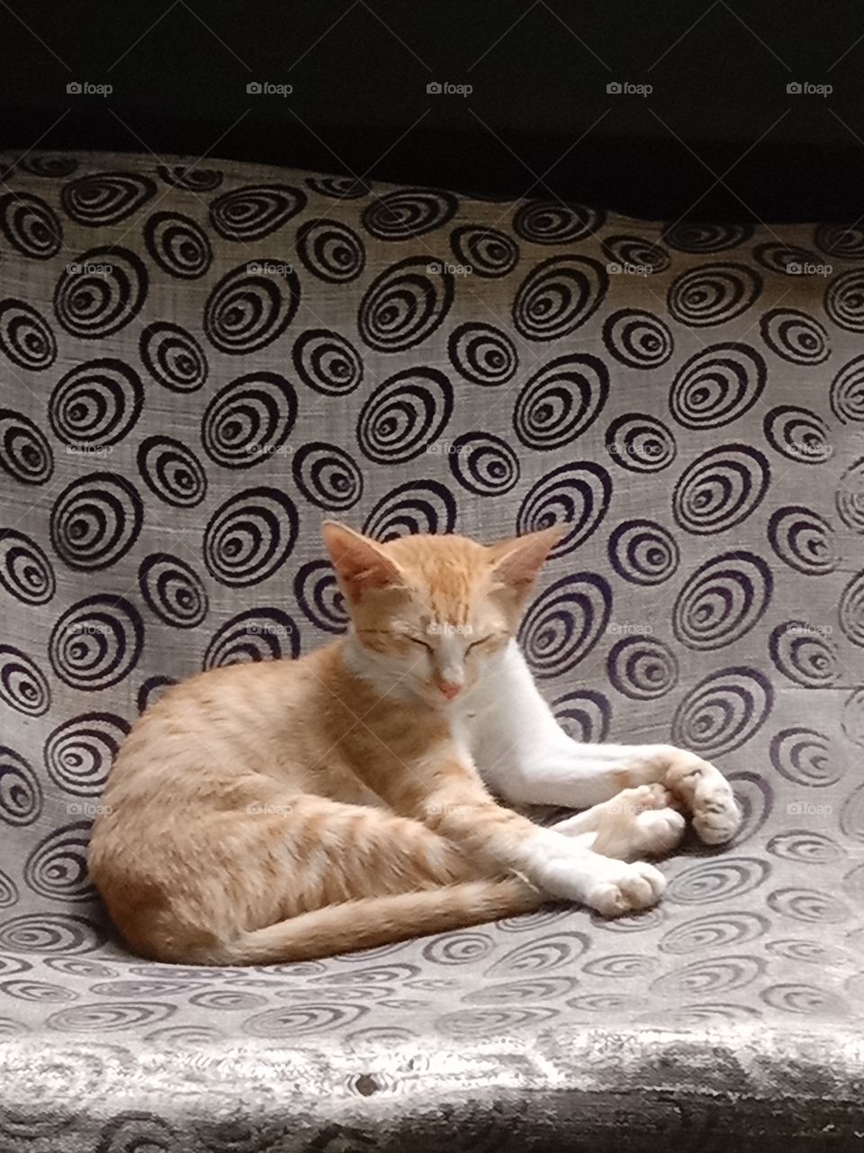 भारत के कैट