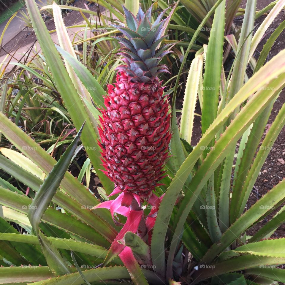 Red pineapple 