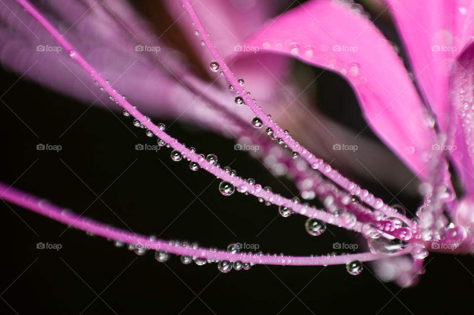 Water droplets on flower.