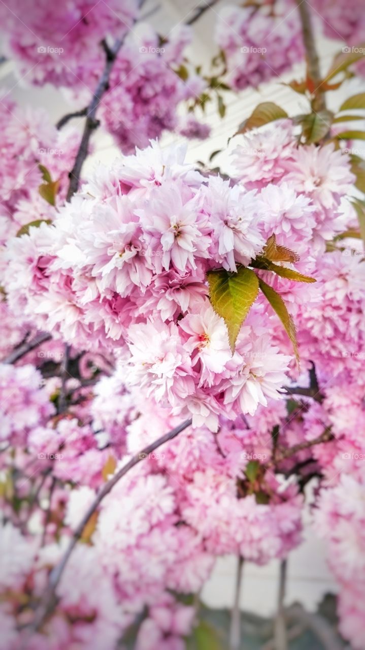Blossom