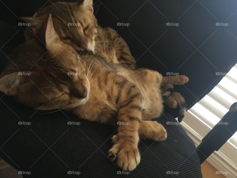 Two bengals