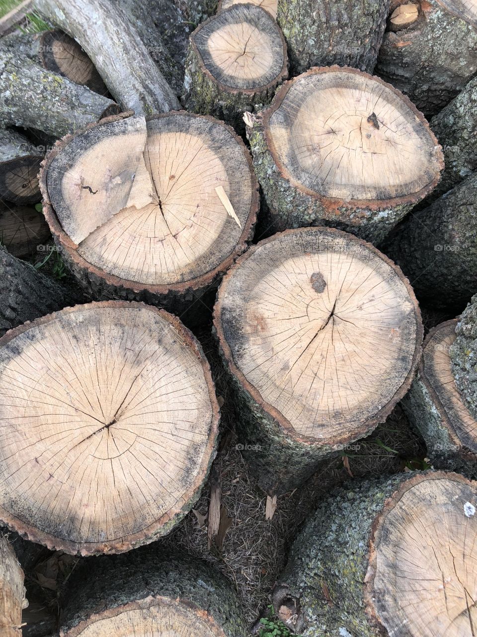 Fresh cut logs