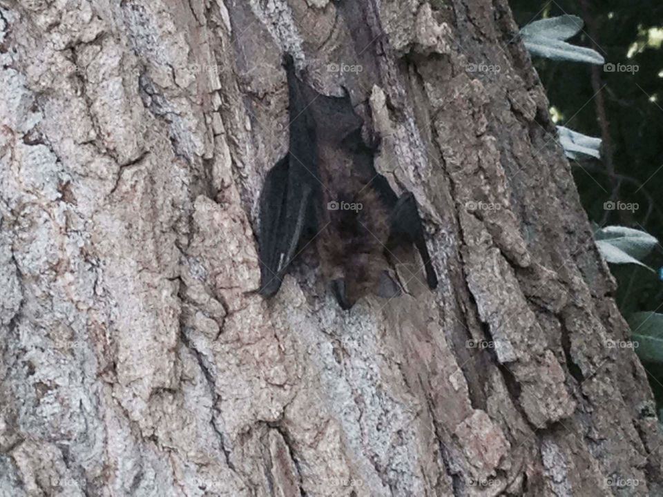 A Photo of a bat, hanging from a tree in WV.