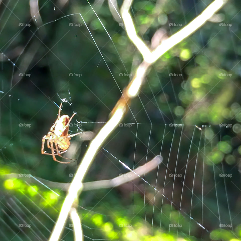 Spider on web