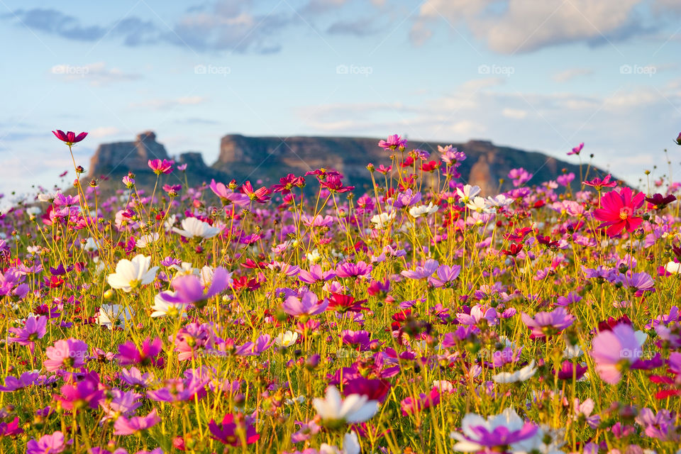 Celebrating our beautiful flora in 2019 - image of field with wild cosmos flowers with sandstone mountain in the background. Photo from South Africa