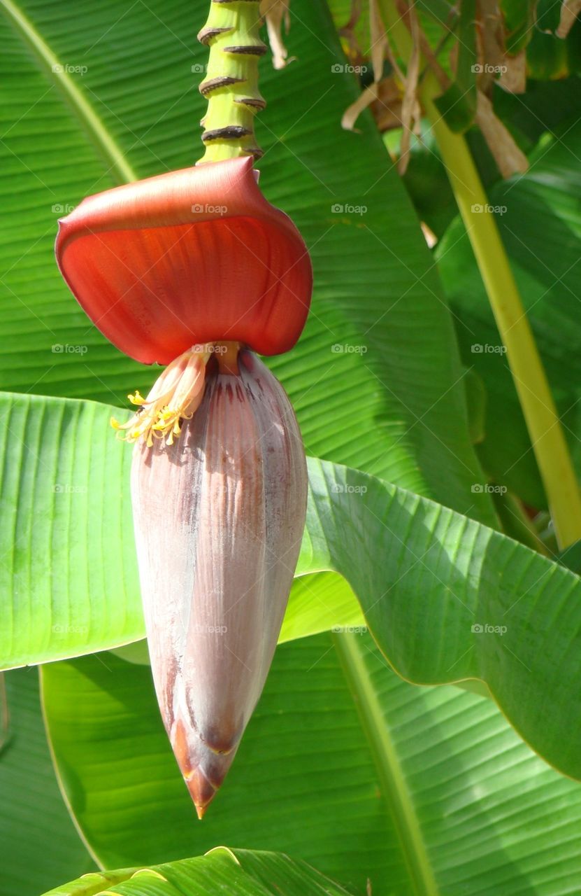 Unusual Tree Blossom 