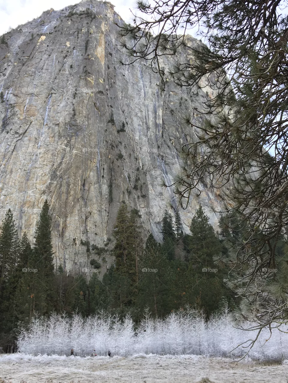 Winter wonderland trees