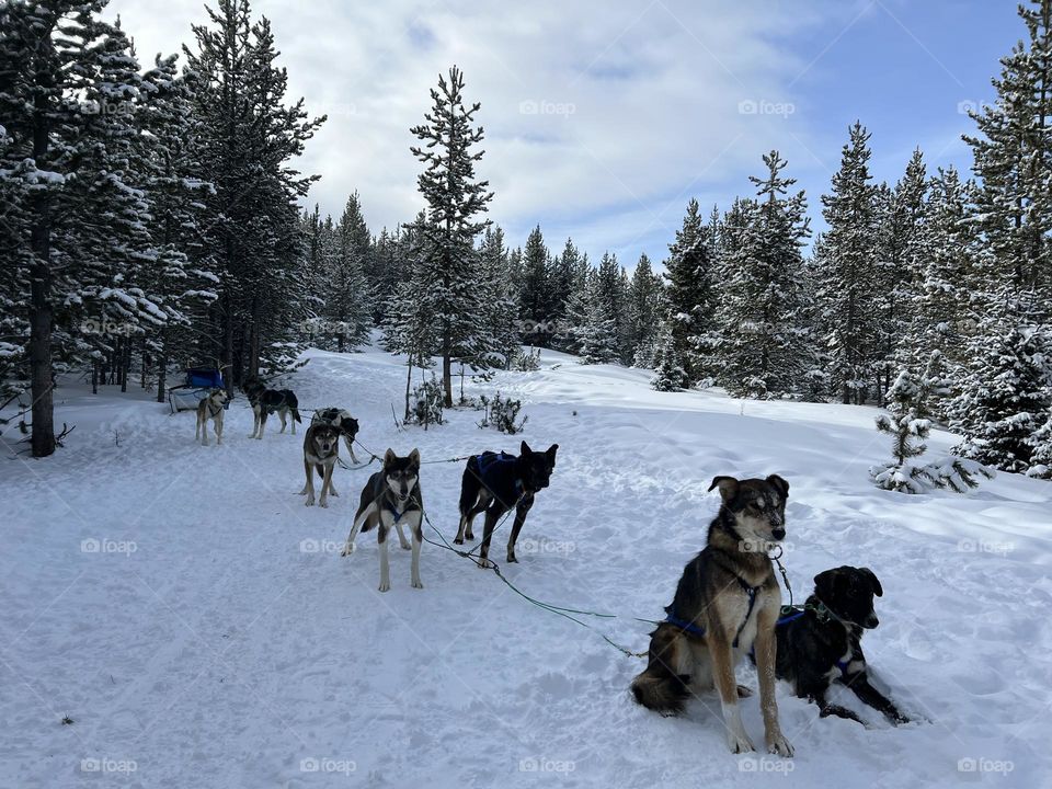 Dog sledding in Montana 