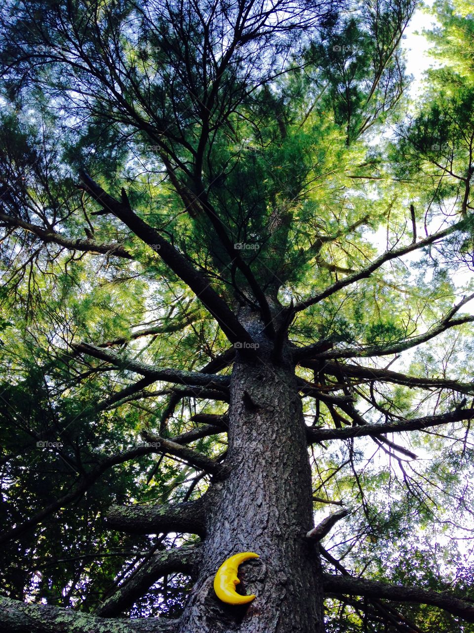 Moon Pine Tree w Blue Sky. This is an amazing tree that is very old & has overlooked our area for ever. Had to Look Up & enter it into the Mission!