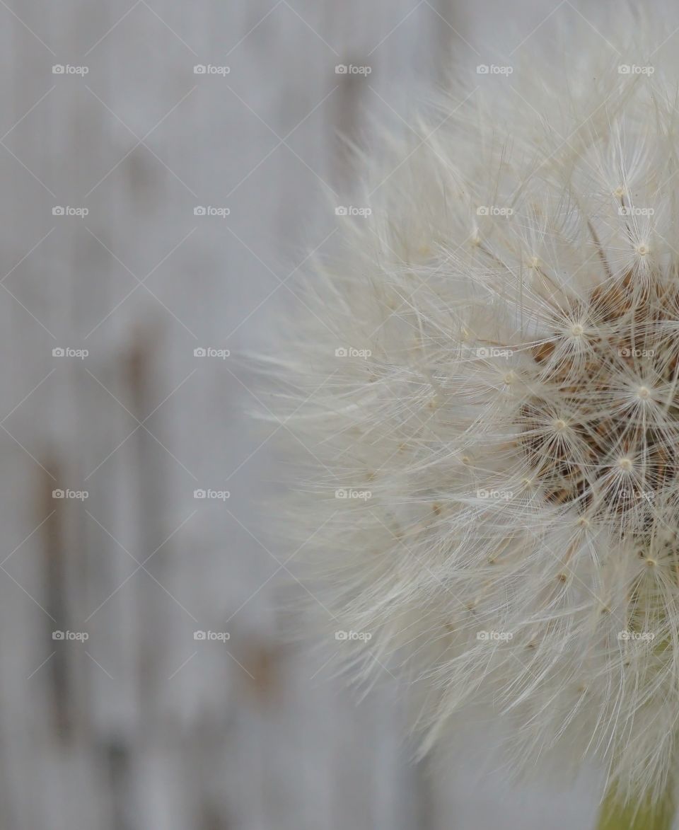 Little Dandelion Clock