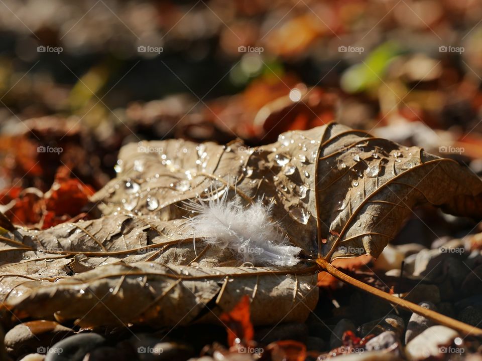 Autumn colors