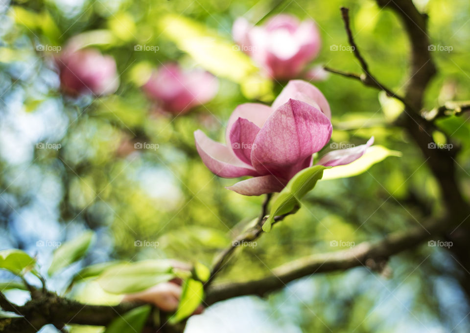 Magnolia flowers 