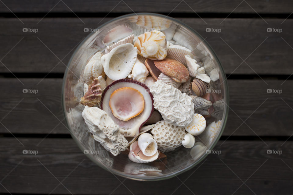 Sea shells collection 