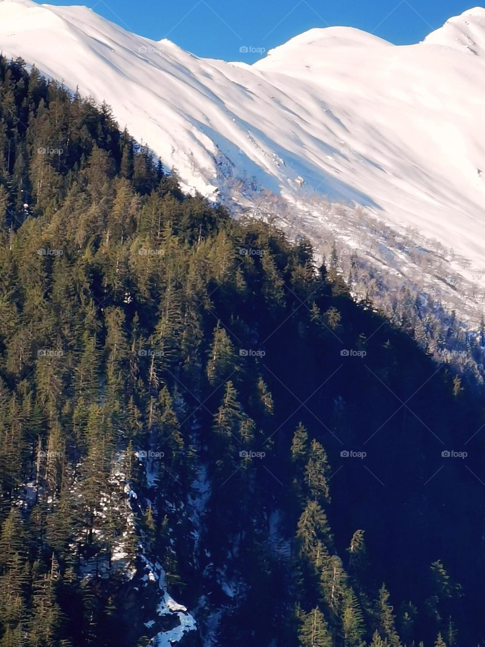 Pinewood trees on the lap of mountain