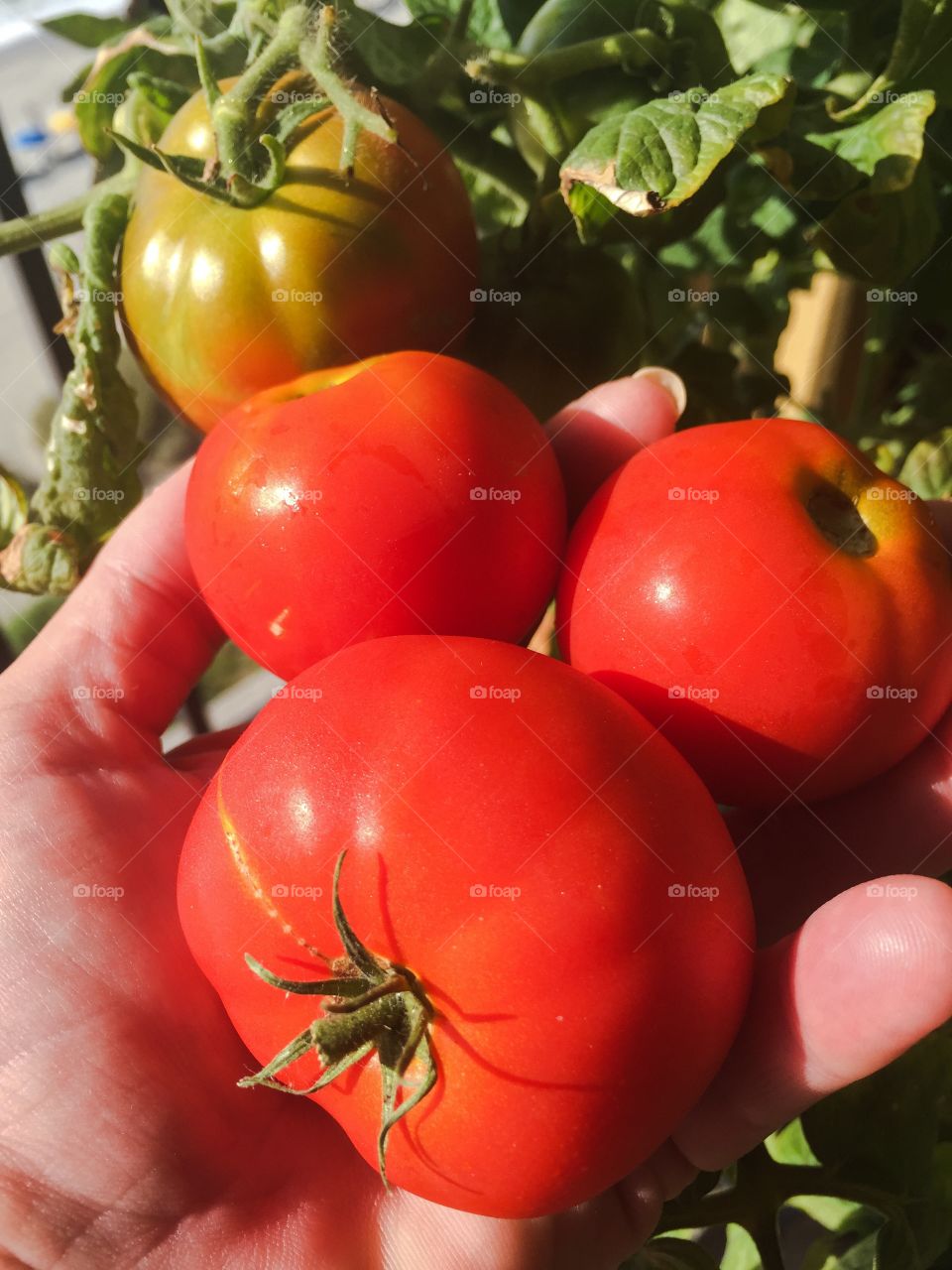 Growing delicious ripe red tomatoes in my home garden. 