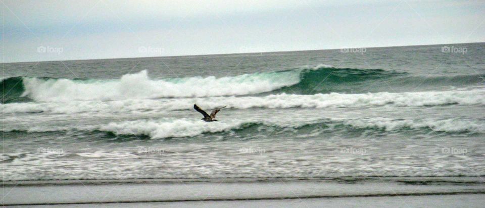 Beautiful Fair Skies and Ocean Waves as Seagull Flies By " Fly By"