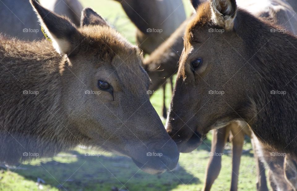 Wildlife in Alaska 