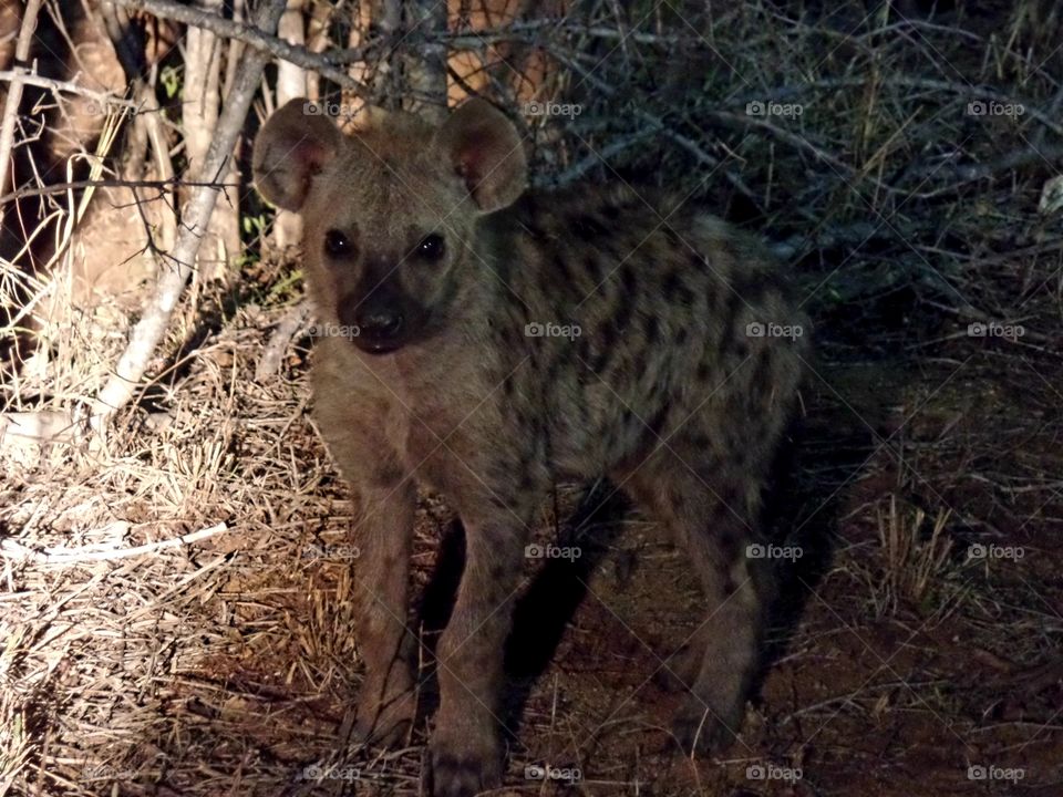 Puppy hyena