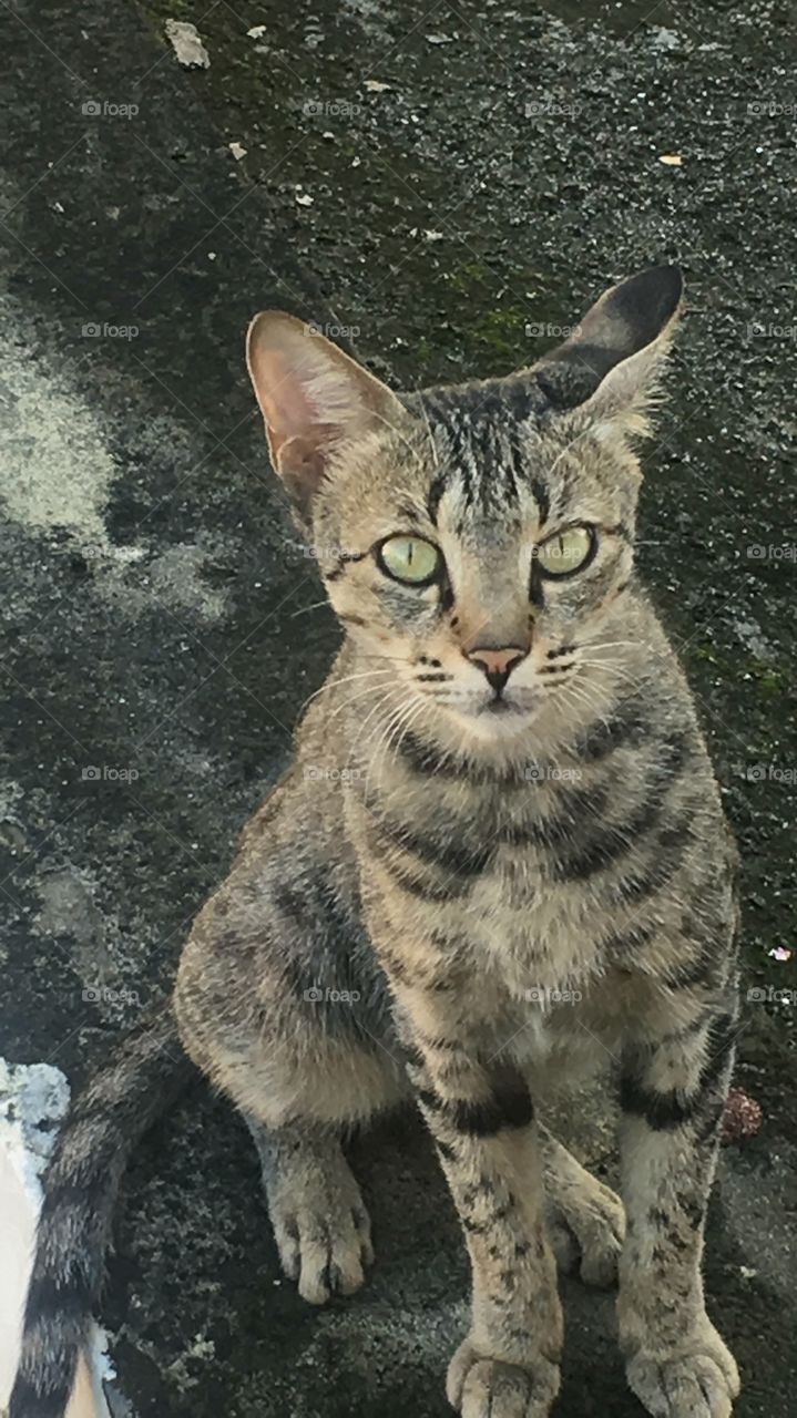 A cat is similar to the family of tigers.Beautiful and cute and looks like super cute 