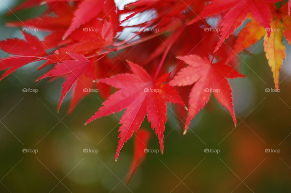 red leafs