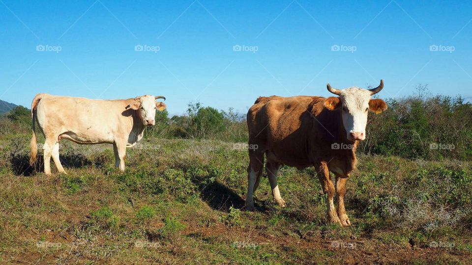 Two cows staring at camera
