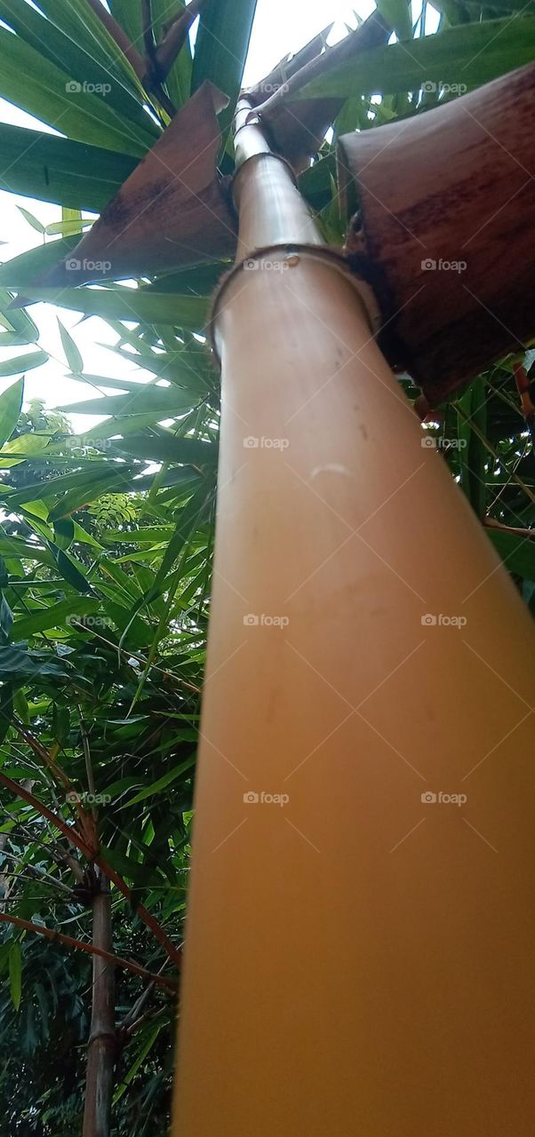 bamboo plants