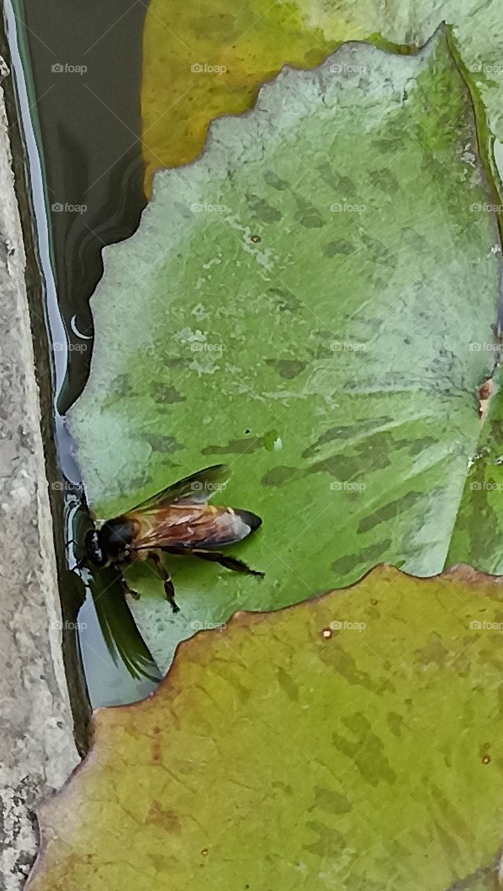 water lily leaves are cool in water bee sucking water from water tank with lily around