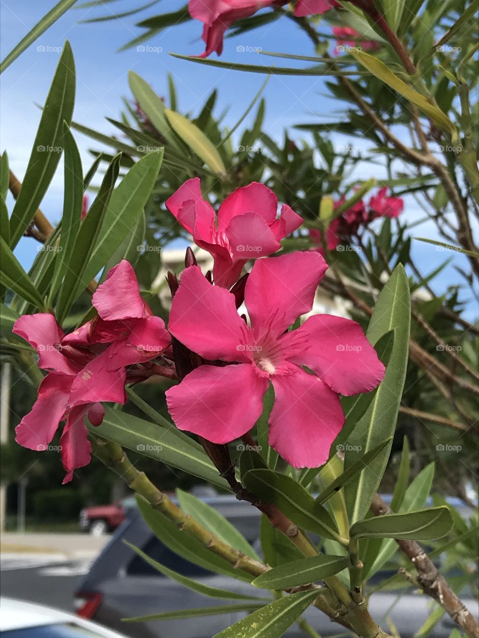 Bright bushes of Florida’s parking lots.