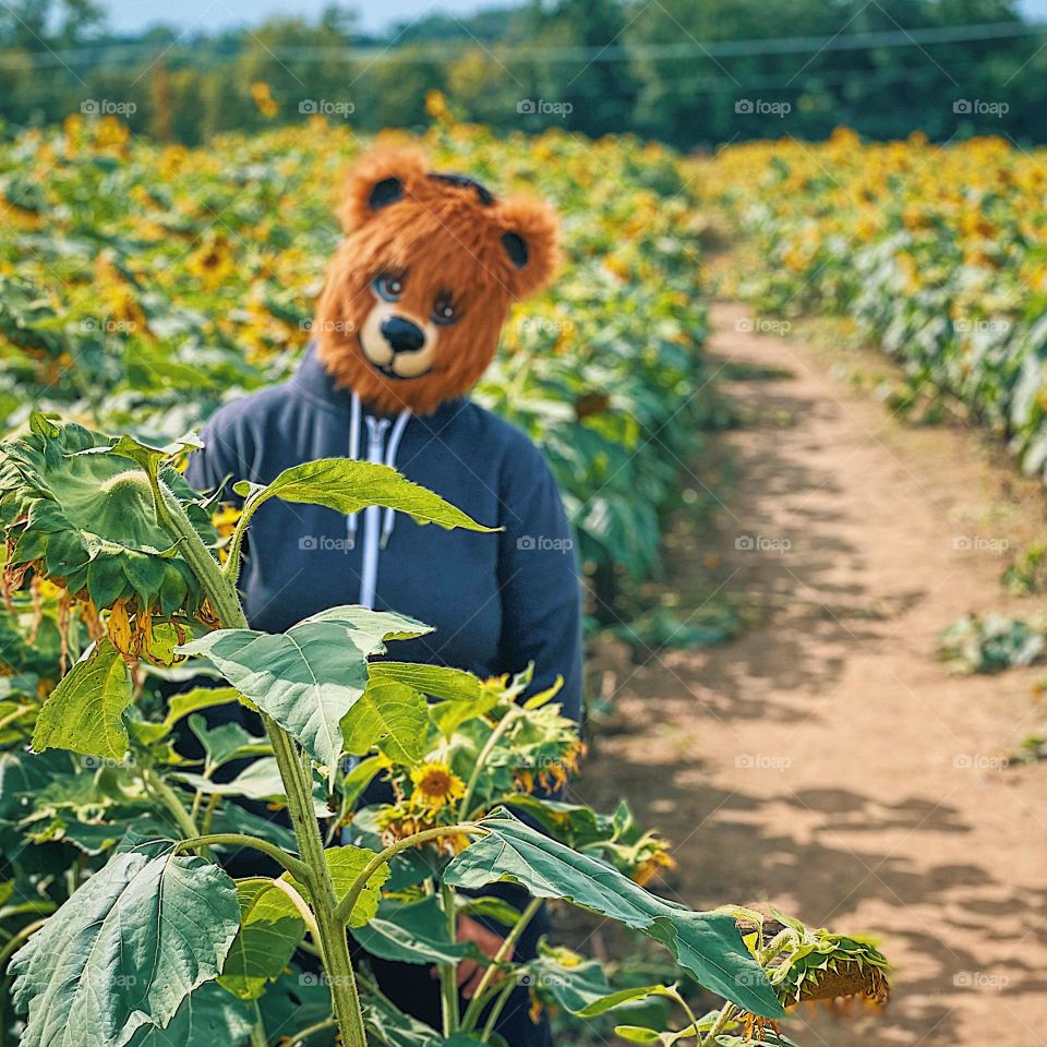 Woman wearing a bear mask in a field of sunflowers, creepy bear in a field, wearing masks for Halloween, woman wears bear mask, scary masks in fields, creepy portraits for Halloween