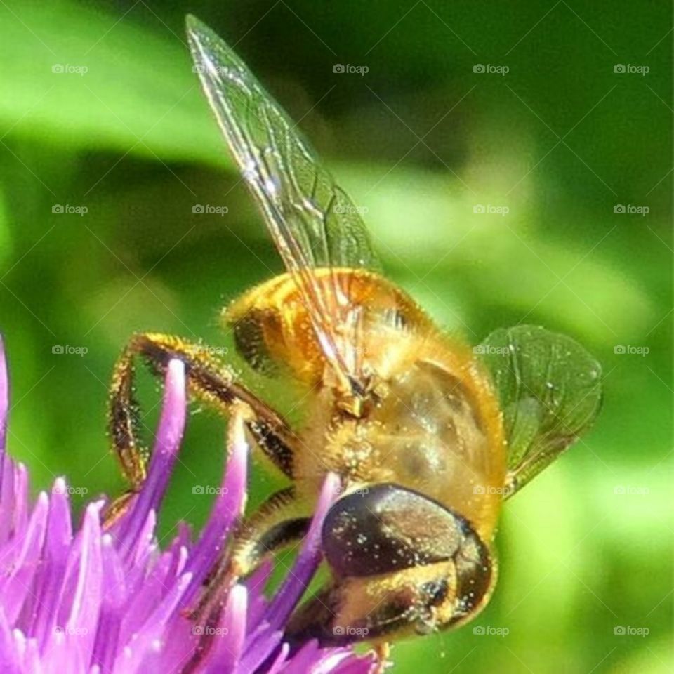 pollinating
