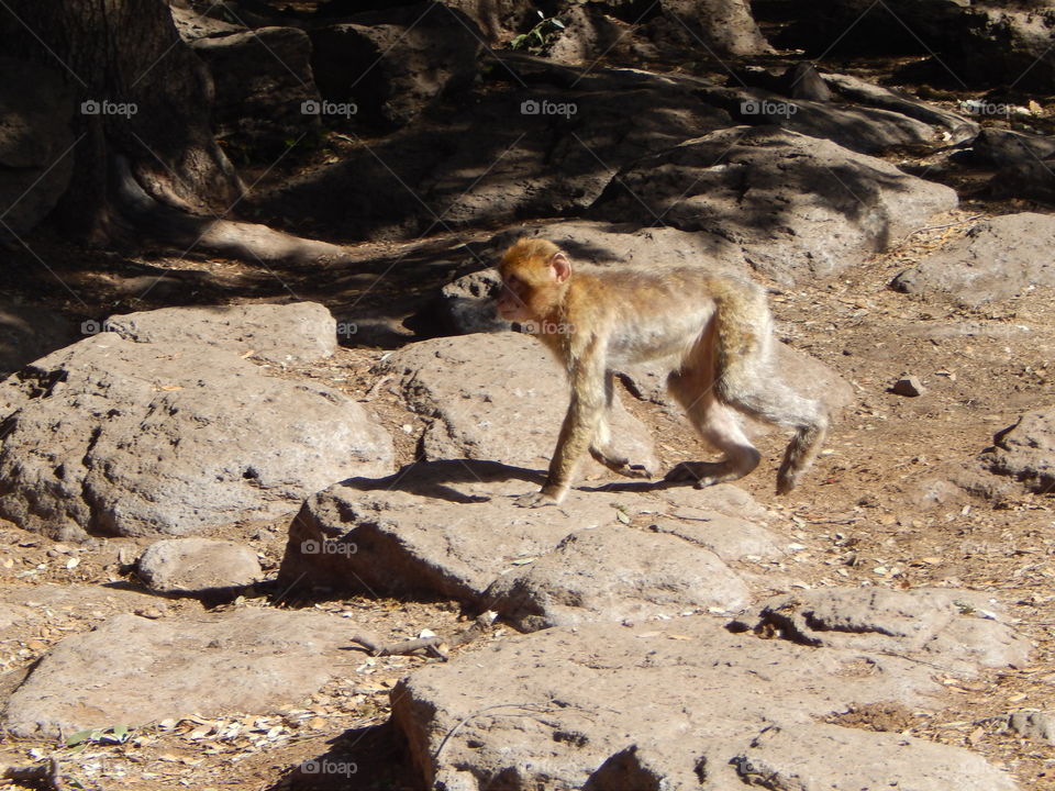A monkey walking in Morocco 