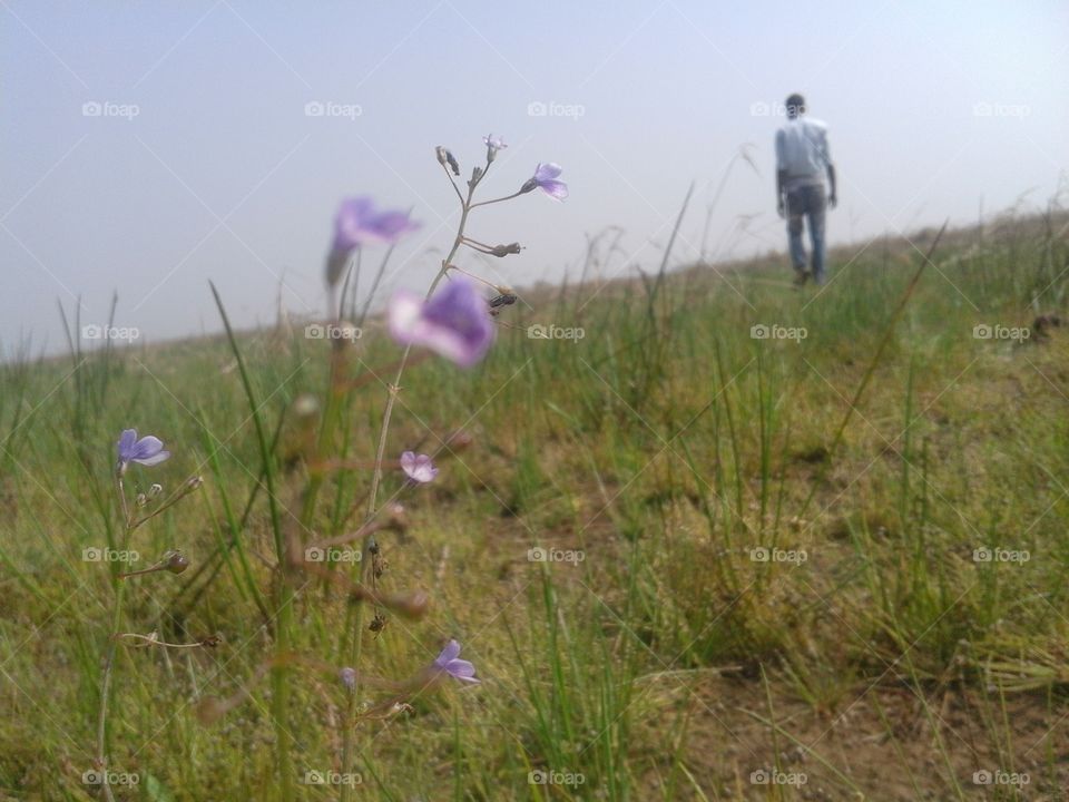 Grass, Hayfield, Nature, Flower, Field