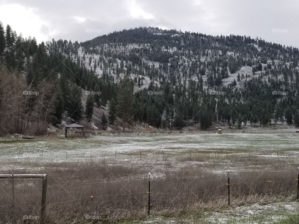 late spring snow covers the new growth of grass and green fields.