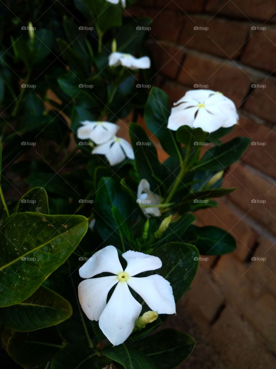 periwinkle Flower