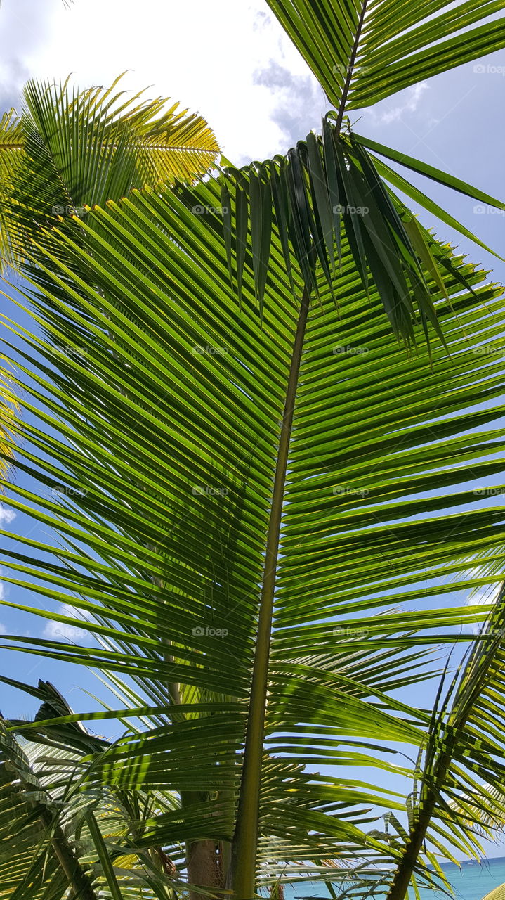 Palm tree on the beach Mauritius